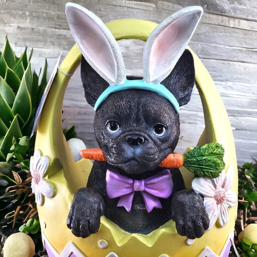 Humane society frenchie french - frenchie,