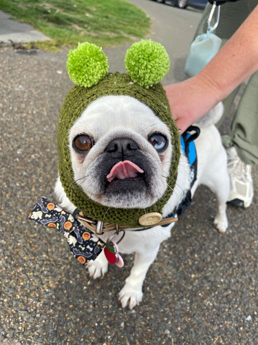 Handmade green knitted dog - handmade,