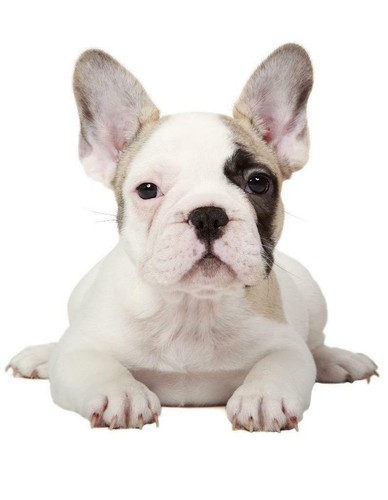 French bulldog poster - french, picture