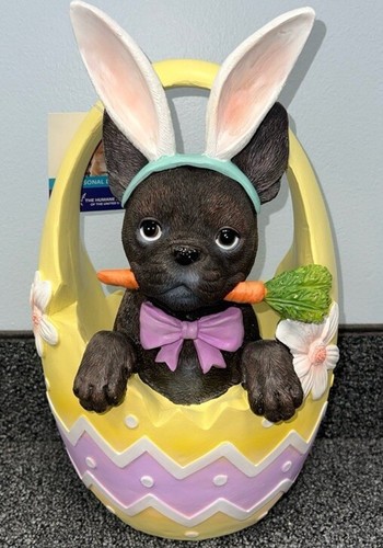Humane society frenchie - frenchie, french